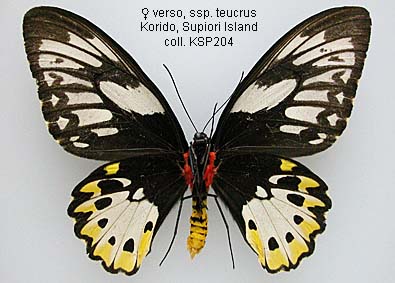 Papua Insects Foundation (Lepidoptera/Papilionidae/Ornithoptera priamus)